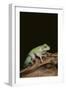 Green Tree Frog-DLILLC-Framed Photographic Print