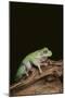 Green Tree Frog-DLILLC-Mounted Photographic Print