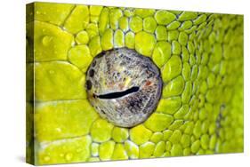 Green tree python eyeball, Morelia viridis-Adam Jones-Stretched Canvas