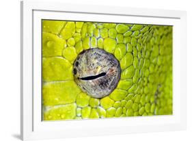 Green tree python eyeball, Morelia viridis-Adam Jones-Framed Photographic Print