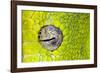 Green tree python eyeball, Morelia viridis-Adam Jones-Framed Photographic Print