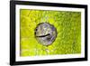 Green tree python eyeball, Morelia viridis-Adam Jones-Framed Photographic Print