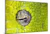 Green tree python eyeball, Morelia viridis-Adam Jones-Mounted Photographic Print