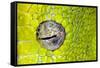 Green tree python eyeball, Morelia viridis-Adam Jones-Framed Stretched Canvas