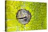 Green tree python eyeball, Morelia viridis-Adam Jones-Stretched Canvas