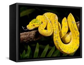 Green Tree Python, Morelia (Chondropython) Viridis, Native to New Guinea-David Northcott-Framed Stretched Canvas