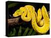 Green Tree Python, Morelia (Chondropython) Viridis, Native to New Guinea-David Northcott-Stretched Canvas