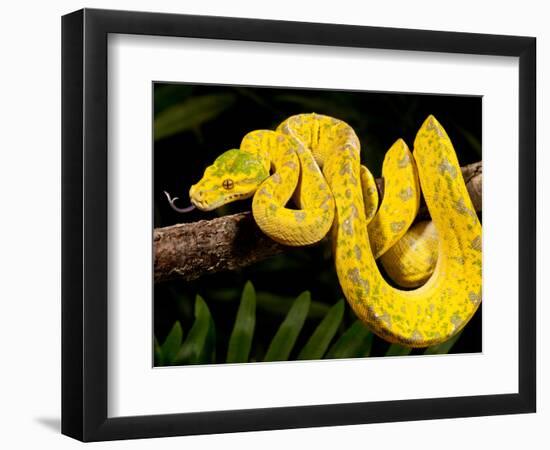 Green Tree Python, Morelia (Chondropython) Viridis, Native to New Guinea-David Northcott-Framed Photographic Print