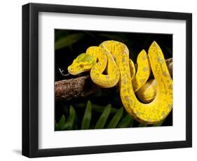 Green Tree Python, Morelia (Chondropython) Viridis, Native to New Guinea-David Northcott-Framed Photographic Print