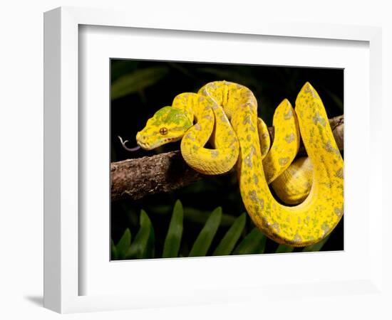 Green Tree Python, Morelia (Chondropython) Viridis, Native to New Guinea-David Northcott-Framed Photographic Print