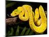 Green Tree Python, Morelia (Chondropython) Viridis, Native to New Guinea-David Northcott-Mounted Photographic Print