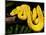 Green Tree Python, Morelia (Chondropython) Viridis, Native to New Guinea-David Northcott-Mounted Photographic Print