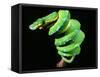 Green Tree Python, Native to New Guinea-David Northcott-Framed Stretched Canvas