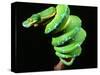 Green Tree Python, Native to New Guinea-David Northcott-Stretched Canvas