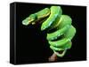 Green Tree Python, Native to New Guinea-David Northcott-Framed Stretched Canvas