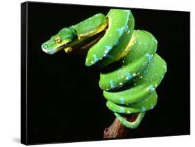 Green Tree Python, Native to New Guinea-David Northcott-Framed Stretched Canvas