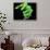 Green Tree Python, Native to New Guinea-David Northcott-Stretched Canvas displayed on a wall