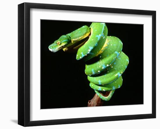 Green Tree Python, Native to New Guinea-David Northcott-Framed Premium Photographic Print