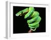 Green Tree Python, Native to New Guinea-David Northcott-Framed Premium Photographic Print