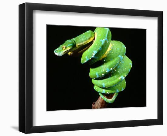 Green Tree Python, Native to New Guinea-David Northcott-Framed Photographic Print