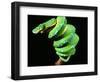 Green Tree Python, Native to New Guinea-David Northcott-Framed Photographic Print