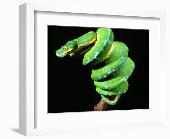 Green Tree Python, Native to New Guinea-David Northcott-Framed Photographic Print