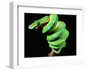 Green Tree Python, Native to New Guinea-David Northcott-Framed Photographic Print