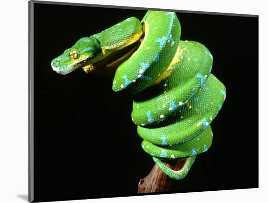 Green Tree Python, Native to New Guinea-David Northcott-Mounted Photographic Print