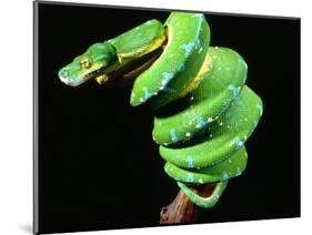 Green Tree Python, Native to New Guinea-David Northcott-Mounted Photographic Print