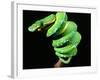 Green Tree Python, Native to New Guinea-David Northcott-Framed Photographic Print