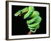 Green Tree Python, Native to New Guinea-David Northcott-Framed Photographic Print