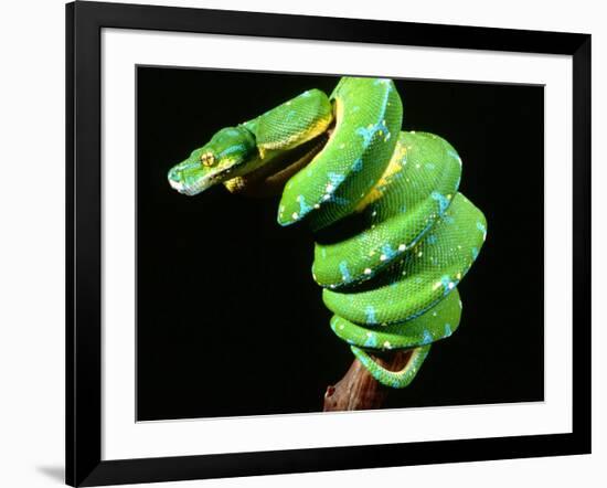 Green Tree Python, Native to New Guinea-David Northcott-Framed Photographic Print