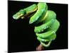 Green Tree Python, Native to New Guinea-David Northcott-Mounted Photographic Print