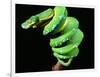 Green Tree Python, Native to New Guinea-David Northcott-Framed Photographic Print