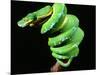 Green Tree Python, Native to New Guinea-David Northcott-Mounted Photographic Print