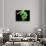 Green Tree Python, Native to New Guinea-David Northcott-Photographic Print displayed on a wall