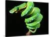 Green Tree Python, Native to New Guinea-David Northcott-Stretched Canvas