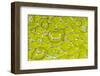 Green tree python scale pattern, Morelia viridis-Adam Jones-Framed Photographic Print