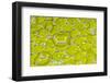 Green tree python scale pattern, Morelia viridis-Adam Jones-Framed Photographic Print