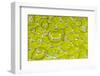 Green tree python scale pattern, Morelia viridis-Adam Jones-Framed Photographic Print