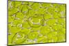 Green tree python scale pattern, Morelia viridis-Adam Jones-Mounted Photographic Print