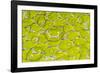 Green tree python scale pattern, Morelia viridis-Adam Jones-Framed Photographic Print