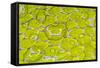 Green tree python scale pattern, Morelia viridis-Adam Jones-Framed Stretched Canvas
