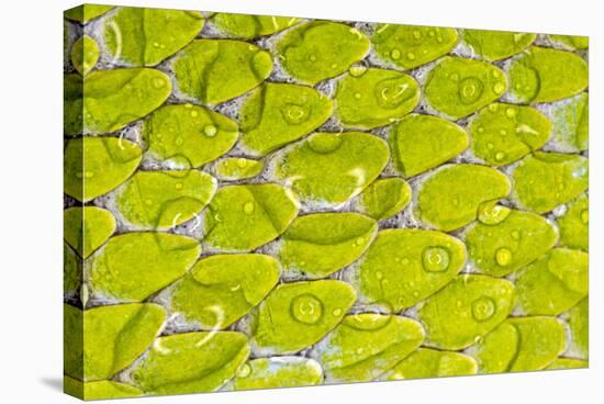 Green tree python scale pattern, Morelia viridis-Adam Jones-Stretched Canvas