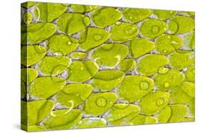 Green tree python scale pattern, Morelia viridis-Adam Jones-Stretched Canvas