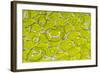 Green tree python scale pattern, Morelia viridis-Adam Jones-Framed Photographic Print