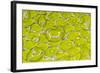 Green tree python scale pattern, Morelia viridis-Adam Jones-Framed Photographic Print