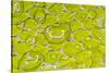 Green tree python scale pattern, Morelia viridis-Adam Jones-Stretched Canvas