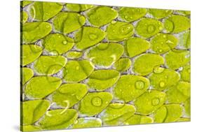 Green tree python scale pattern, Morelia viridis-Adam Jones-Stretched Canvas