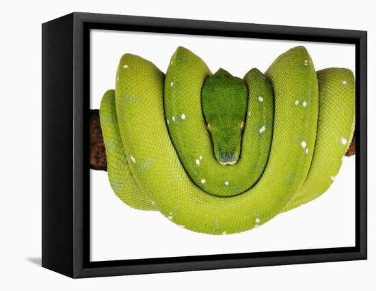Green Tree Python-Martin Harvey-Framed Stretched Canvas